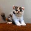 Calico Kitten For Sale In Sonipat hr