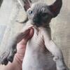 Seal Mink Elf Male Rittman Ohio 1800 TICA TITLED text (234)706-4485 Baldy Kat 9/20/24 DOB Christmas Elf
