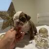 Choclate trindle male English bulldog