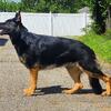 German Shepherd Dog at Stud