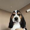 Basset hound puppies needing new homes!