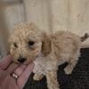 AKC Miniature Poodle "Elm" Male