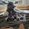 POODLUXE Standard Poodle AKC Puppies- Unmatched Luxury, Beauty & Temperament