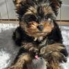 Yorkie Last Puppie-Female #2 Reduced Price