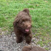 Aussiepoo Puppy - READY NOW! [GEORGIE]