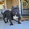 11mo. Male American Bully