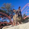 AKC Male Tri-Merle French Bulldog (Alex)
