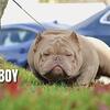 Micro Exotic Bully Stud Services