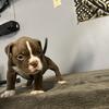 American bully pups 