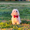 Miniature poodle for sale