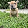 French bulldog puppies