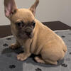 French bulldog 4 months old  pups for sale