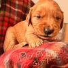 Akc red golden retriever puppy (purple girl) 