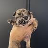 French bulldog puppies (health guarantee) 