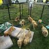 Golden Retriever puppies 