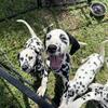 AKC Dalmatian puppies - European bloodlines 