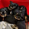 PUREBRED Yorkies available AKC
