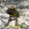 ICCF Cane Corso pup’s