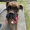 Boxer CKC. Reg. adult Female