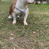 Price Drop! Pocket Bully Female, all papers included. Don''t want to miss out!