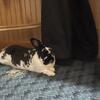 FREE Dutch Female Rabbit