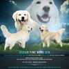 Golden Retriever Stud, Imported English Cream OFA & Genetic Clear