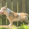 ABKC Bully for stud 