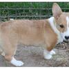 AKC Pembroke Welsh Corgi in WI
