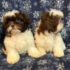 Beautiful shih tzu boy and girl
