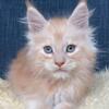 Bean- Male Red Smoke Maine Coon, CFA registered Champion sired