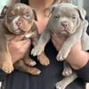 Gorgeous Pocket Bullies