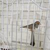 Zebra finches