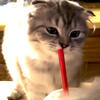 Ragdoll/Scottish Fold / Persian Kittens