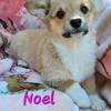 CKC Corgi puppies