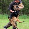 Schutzhund Quality German Shepherd Puppies 
