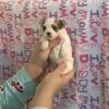 Puppies for sale