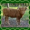 Scottish Highlander Calves