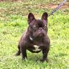 Young French Bulldog for rehoming