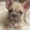 SOLD!!!  - AKC registered - MALE Frenchie Puppy