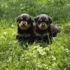 Akc Registered German Rottweiler puppies!