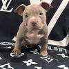 ABKC Registered Pocket Bully Puppies