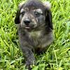 Mini-Dachshund puppies. Long-haired. CKC Registered 