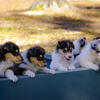Collie Puppies. 