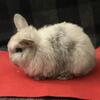 Holland Lop Bunnies, Rabbits