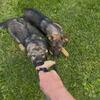 AKC Czech Working line German Shepherd  Male puppies