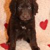 Goldendoodle Puppy-Dark Chocolate Girl