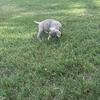 Weimaraner Pups - 6 weeks and ready to go to new homes SOON!!!