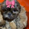 Shih Tzu puppies for sale