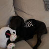 Black/grey mini poodle