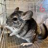 Chinchillas for sale